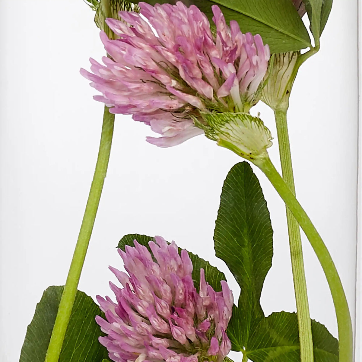 Babchi extract skincare ingredient for uneven tone, texture and visible signs of ageing